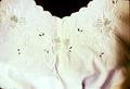 41 x 20 inch nightgown made by LBP in Sicily, embroidered muslin, about 1885