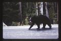 Black bear crossing a road, circa 1965