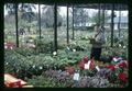 Reed Volstedt at Reed and Cross Nursery, Eugene, Oregon, 1967