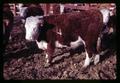 Branded cow in Union, Oregon, circa 1970