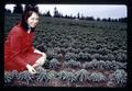 Alice Anne Henderson in lily field near Canby, Oregon, circa 1971