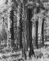 Five Ponderosa pines near the Metolius River in central Oregon