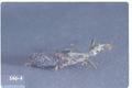 Dichomeris marginella (Juniper webworm)