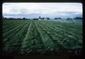 Grass seed field being irrigated, Salem, Oregon, 1963