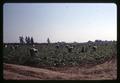 Field workers harvesting cucumbers, Marion County, Oregon, circa 1965