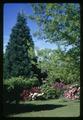 Rhododendron, oak and sequoia at 3732 Van Buren Avenue, Corvallis, Oregon, circa 1965