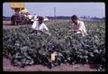 Harry Mack and "Schrafrock" in bush bean field, Oregon State University, Corvallis, Oregon, circa 1969