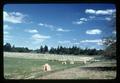 Baled hay, Linn County, Oregon, June 1974