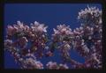 Closeup of tree blossom against sky, Corvallis, Oregon, 1974