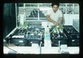 Technician with aluminum toxicity test equipment in greenhouse, Oregon State University, Corvallis, Oregon, 1975