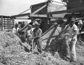 Jamaican laborers