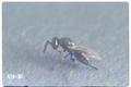 Liodontomerus perplexus (Torymid wasp)