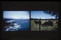 Image of the Oregon coast and image of black angus cattle in front of Three Sisters duplicated on one slide, circa 1965