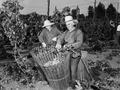 Older farm laborers picking hops