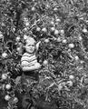 Little girl with apples in John Hancock's orchard near Salem