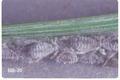 Schizolachnus piniradiatae (Woolly pine needle aphid)