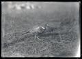 China pheasant