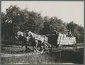 Wagon hauling boxes at Chehalem Orchards, Newberg, 1914
