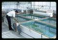 Harrison Dooley sampling water in tanks in greenhouse, USDA Pesticide Regulation Division, 1967