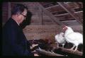 Dr. Paul Bernier with jungle fowl and modern chicken, Oregon State University, Corvallis, Oregon, circa 1965