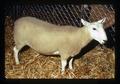 Ewe, Oregon State Fair, Salem, Oregon, circa 1973