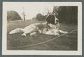 Sigma Alpha Epsilon mascot, dog "Mac", 1934