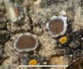 Lecanora hagenii