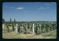 Trained blackberries, Oregon, August 1974