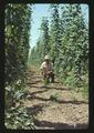 Don Coleman in hop yard