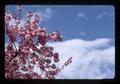 Closeup of flowering branches on cherry tree, Corvallis, Oregon, 1976