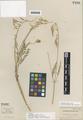 Astragalus howelli A. Gray