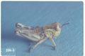 Melanoplus femurrubrum (Red-legged grasshopper)
