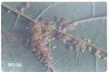 Periphyllus lyropictus (Norway maple aphid)