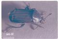 Silpha surinamensis (Carrion beetle)