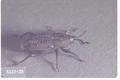 Sphenophorus venatus confluens (Billbug)