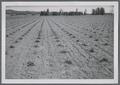 Crop Science nursery, 1950