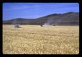 Four combines harvesting barley, Hawkins Ranch, Umatilla County, Oregon, circa 1970