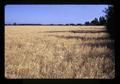 Barley field near Salem, Oregon, circa 1973