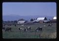 Holstein cattle near Medford, Oregon, 1972