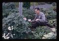 Bob Ticknor looking at rhododendrons, North Willamette Experiment Station, Aurora, Oregon, April 1966