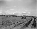 Norman Reiling cultivating alta fescue field