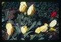 Yellow and red tulips, Corvallis, Oregon, circa 1970