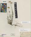 Eriophyllum lanceolatum Howell