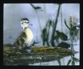 Pin-tail Duckling