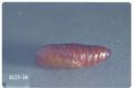 Amathes c-nigrum (Spotted cutworm)