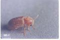Stegobium paniceum (Drugstore beetle)