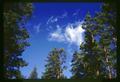 Pine trees and sky by Black Butte, Oregon, 1967