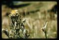 Cinnabar moth larvae on tansy ragwort, July 1966