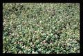 Red clover, Oregon, circa 1973