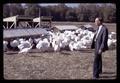 Jim Harper by turkey feeder, Oregon State University, Corvallis, Oregon, October 1971